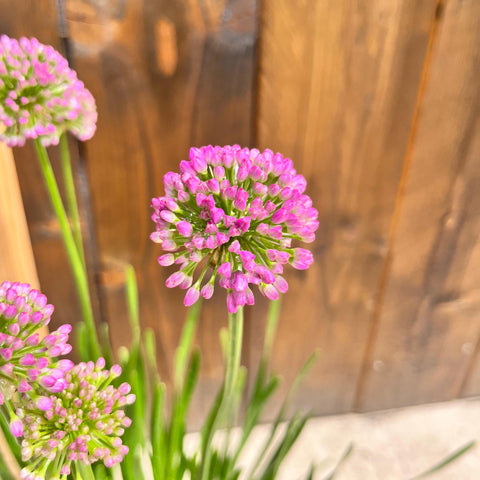Allium Millenium
