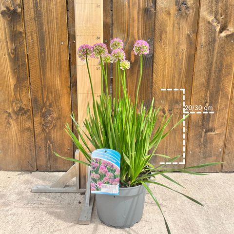 Allium Millenium