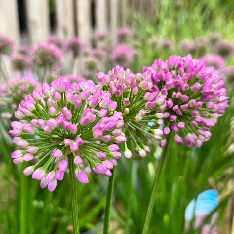 Allium Millenium