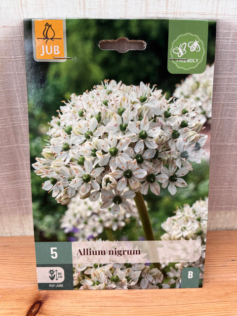 Allium Nigrum - 5 bulbes