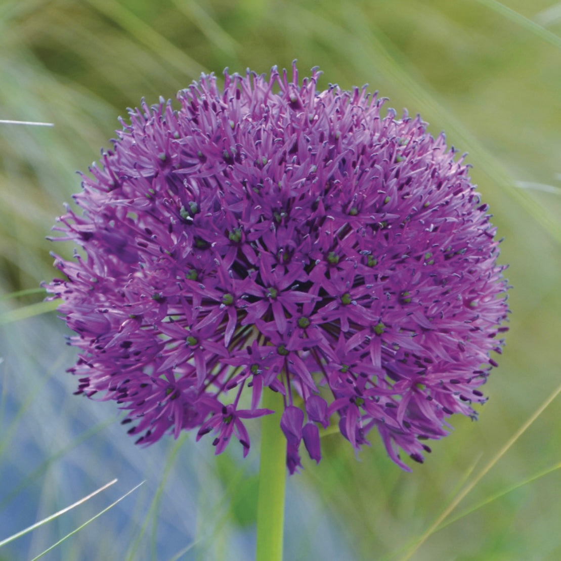 Allium 'Purple sensation'