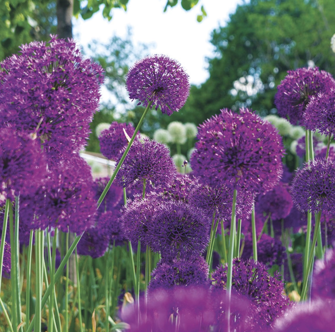 Allium 'Purple sensation'