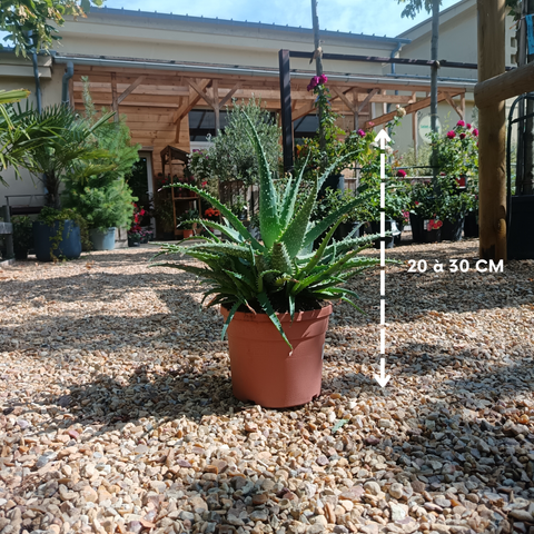 Aloe spinosissima / Aloès araignée