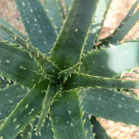 Aloe spinosissima / Aloès araignée