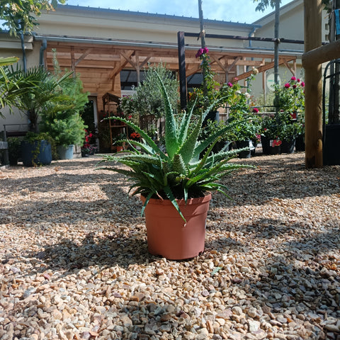 Aloe spinosissima / Aloès araignée
