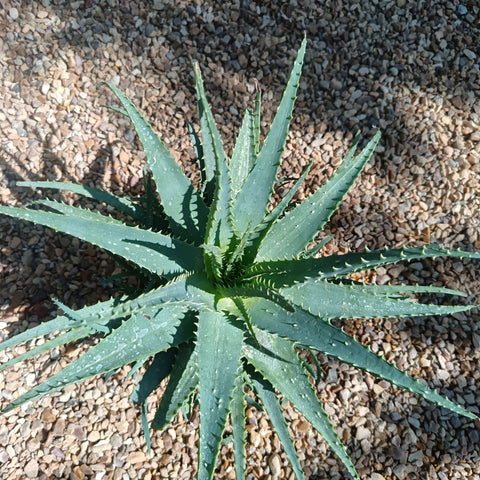 Aloe spinosissima / Aloès araignée