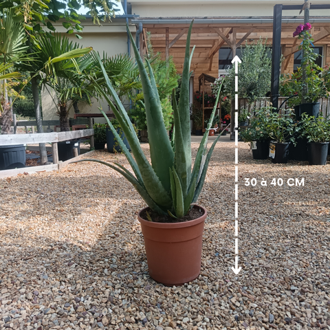 Aloe vera / Aloès des Barbades