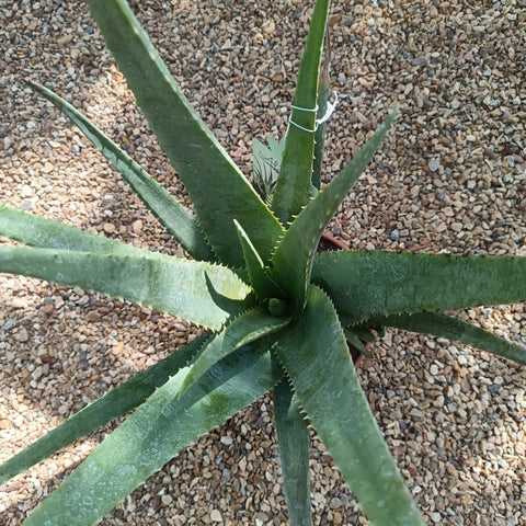 Aloe vera / Aloès des Barbades