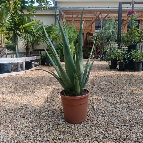 Aloe vera / Aloès des Barbades