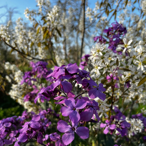 Amelanchier Lamarckii