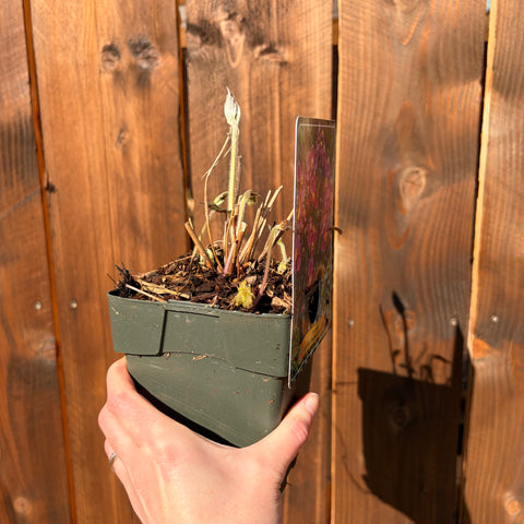 Anemone du Japon 'Hadspen Abundance'