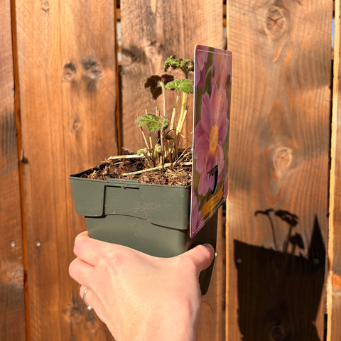 Anemone du Japon 'Sérénade'