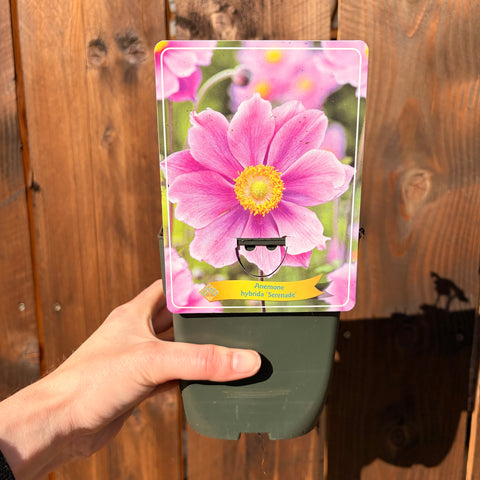 Anemone du Japon 'Sérénade'