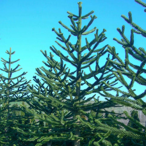 Araucaria