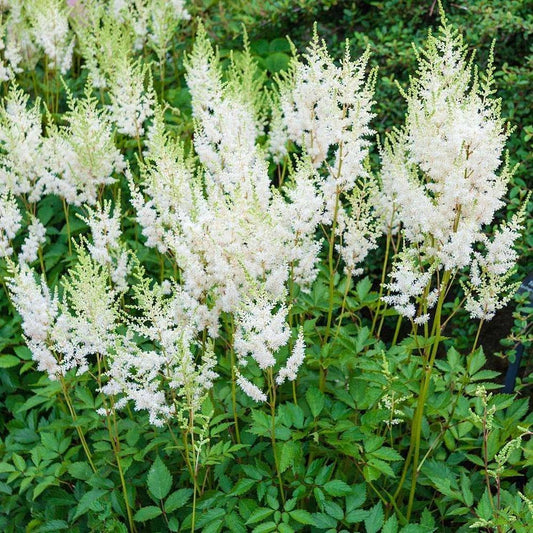 Astilbe 'Washington'