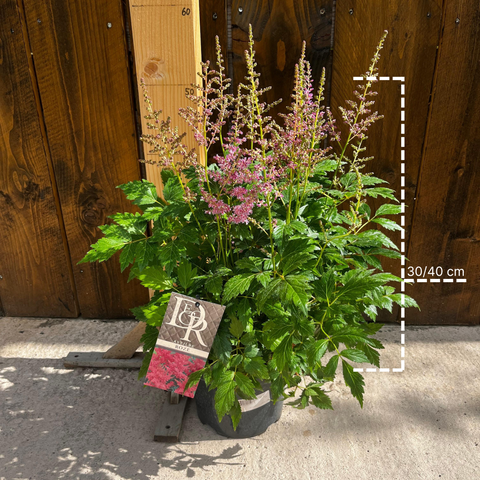 Astilbe 'Cattleya'