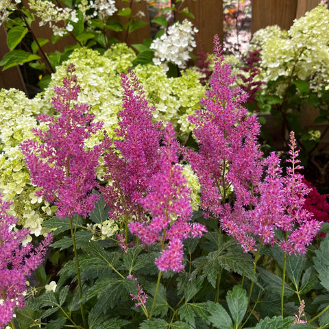 Astilbe 'Cattleya'