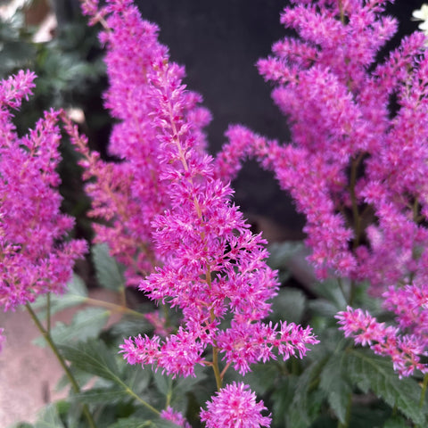 Astilbe 'Cattleya'