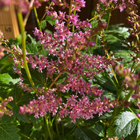 Astilbe 'Cattleya'