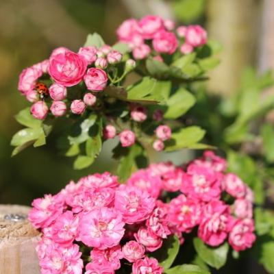 Aubépine rose