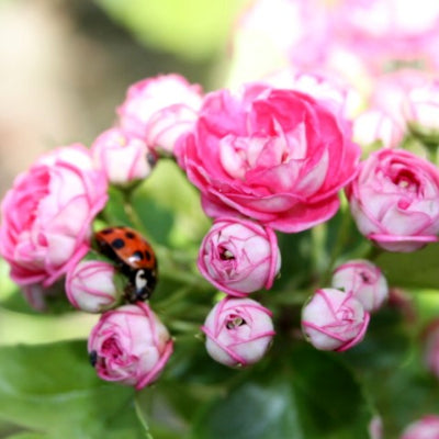 Aubépine rose