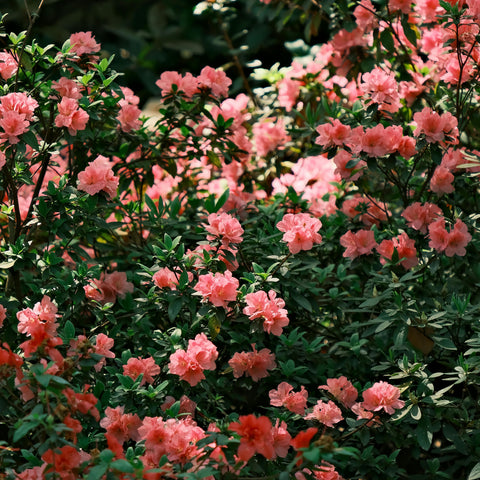Azalée mollis Homebush - Azalée de Chine