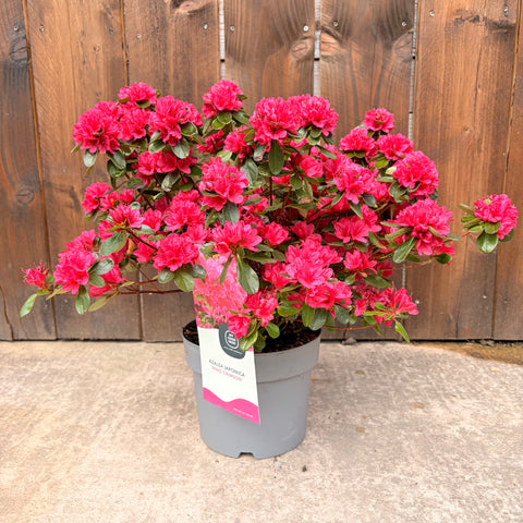 Azalée du Japon 'hino crimson'