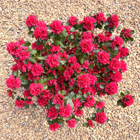 Azalée du Japon 'hino crimson'