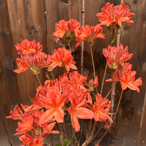 Azalée Mollis 'Koster's Brillant Red'- Azalée de Chine