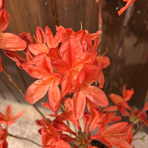 Azalée Mollis 'Koster's Brillant Red'- Azalée de Chine