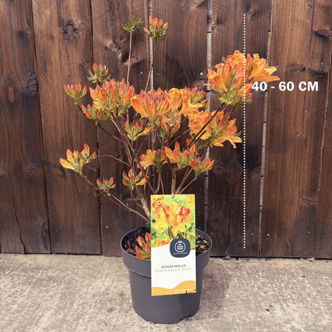 Azalée Mollis 'Hortulanus H.White' - Azalée de Chine