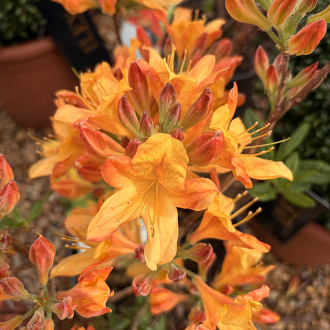 Azalée Mollis 'Hortulanus H.White' - Azalée de Chine