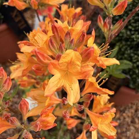 Azalée Mollis 'Hortulanus H.White' - Azalée de Chine