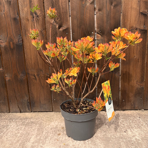 Azalée Mollis 'Hortulanus H.White' - Azalée de Chine