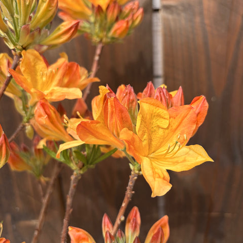Azalée Mollis 'Hortulanus H.White' - Azalée de Chine