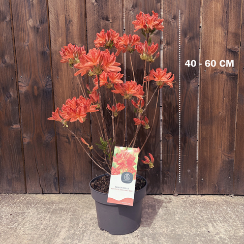 Azalée Mollis 'Koster's Brillant Red'- Azalée de Chine