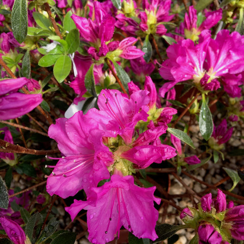 Azalée du Japon 'Amoena'