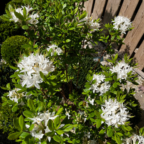 Azalée mollis viscosa - Azalée de Chine