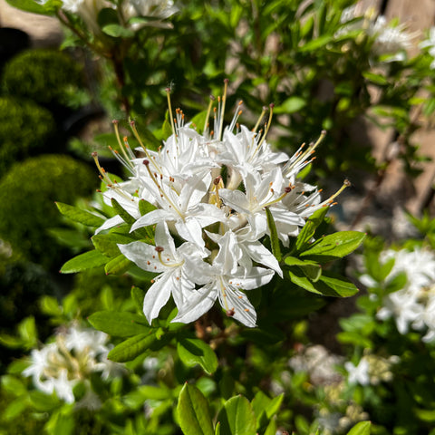 Azalée mollis viscosa - Azalée de Chine