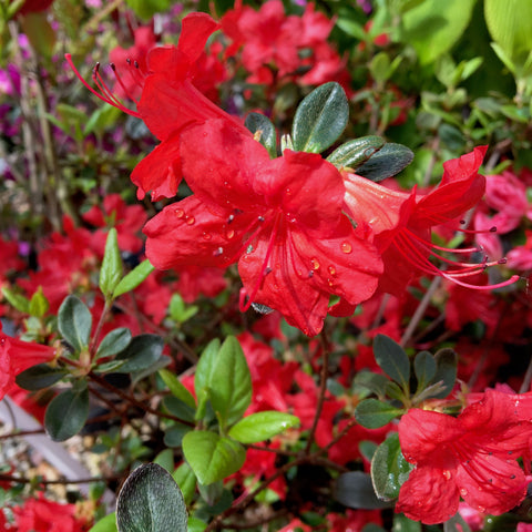 Azalée du Japon 'hino crimson'