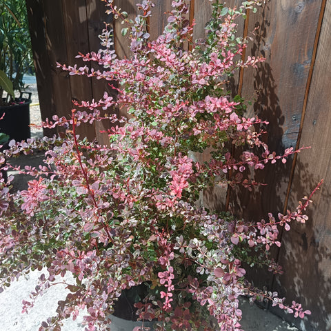 Berberis thunbergii 'Harlequin'
