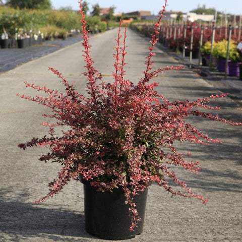 Berberis thunbergii 'Harlequin'