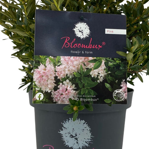 Rhododendron 'Bloombux'