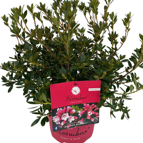 Rhododendron 'Bloombux Magenta'