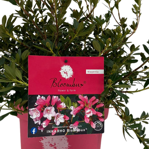 Rhododendron 'Bloombux Magenta'