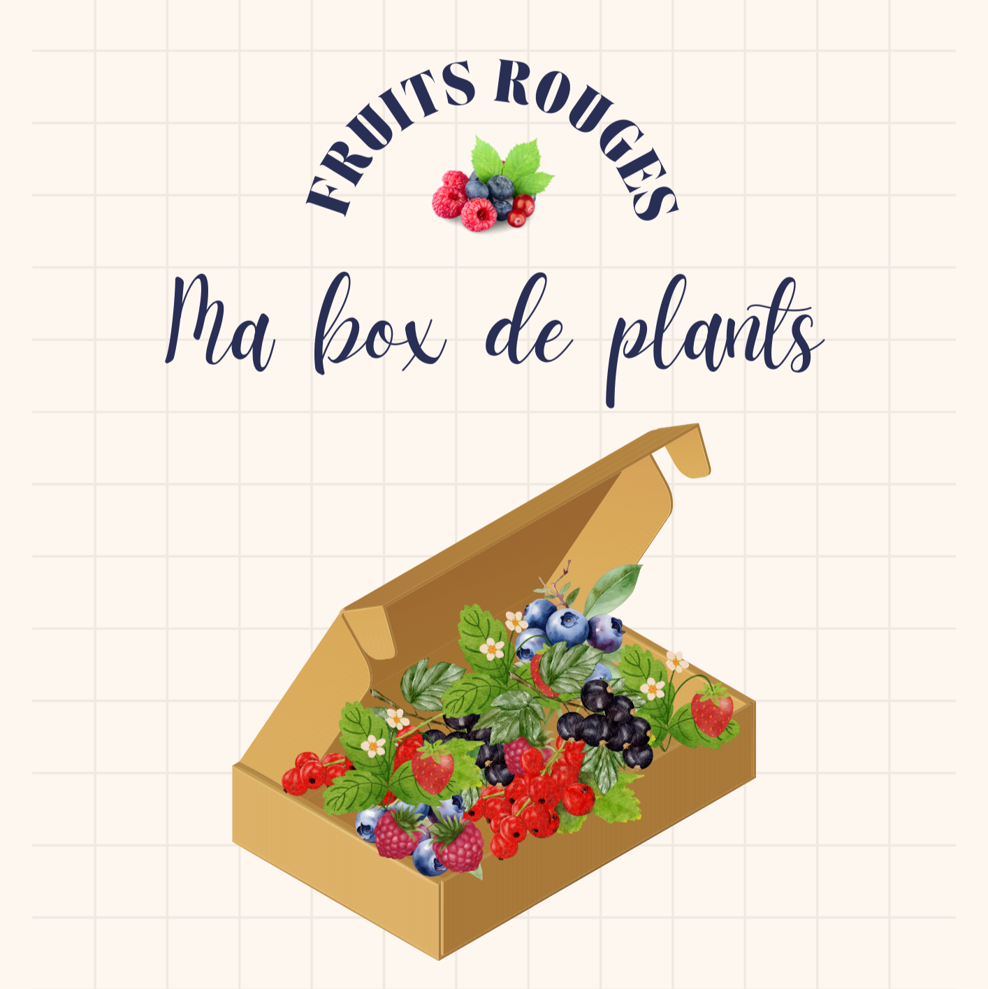 Box Fruits Rouges - Assortiment de plants de fruits rouges