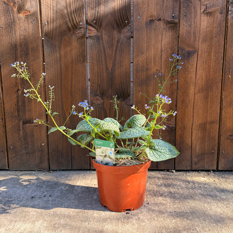 Myosotis du Caucase - Brunnera Sea Heart