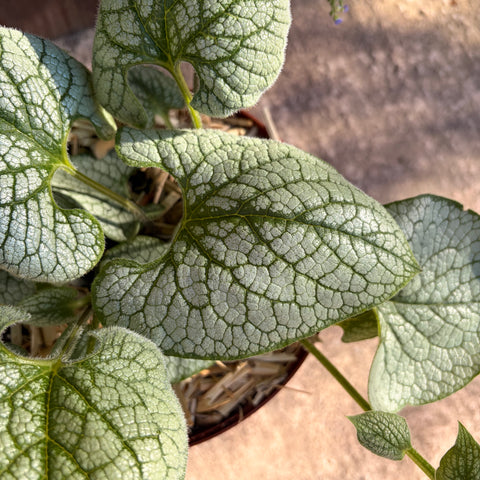 Myosotis du Caucase - Brunnera Sea Heart