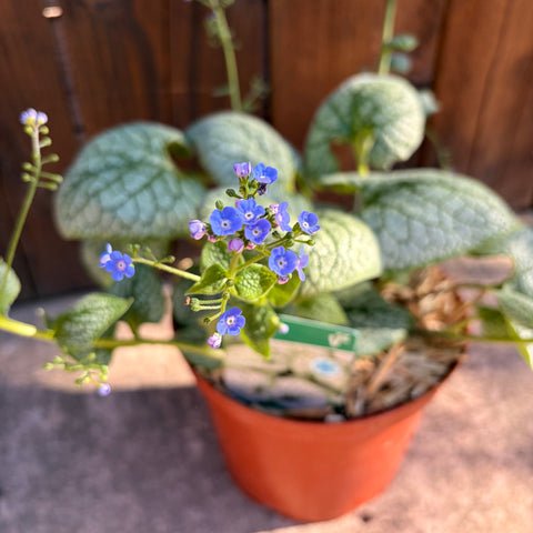 Myosotis du Caucase - Brunnera Sea Heart