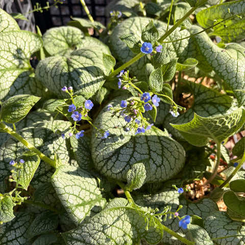 Myosotis du Caucase - Brunnera Sea Heart